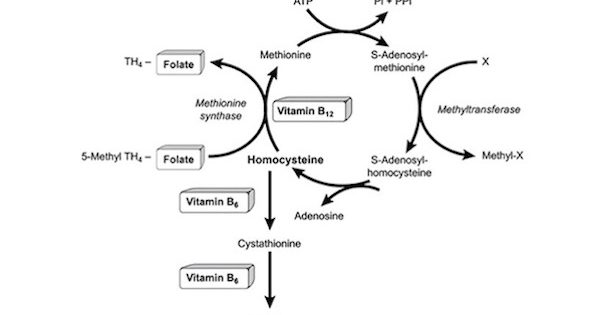 methione-synthase image